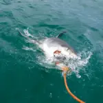Great white shark swimming close to the ocean surface in temperate coastal water
