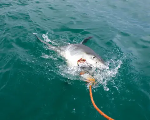 Great white shark swimming close to the ocean surface in temperate coastal water