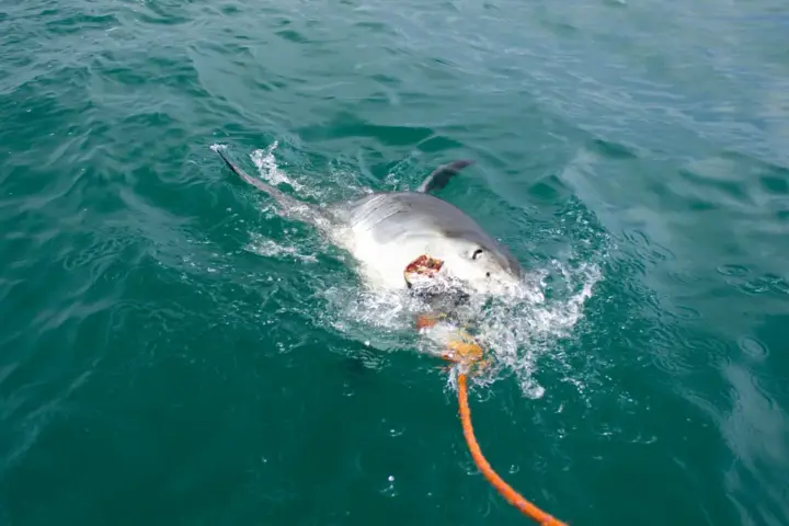 Great white shark swimming close to the ocean surface in temperate coastal water