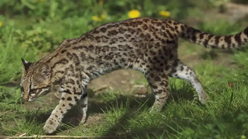 Small spotted Leopardus wild cat standing alert on a tree limb in a zoological setting