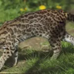 Small spotted Leopardus wild cat standing alert on a tree limb in a zoological setting