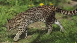 Small spotted Leopardus wild cat standing alert on a tree limb in a zoological setting