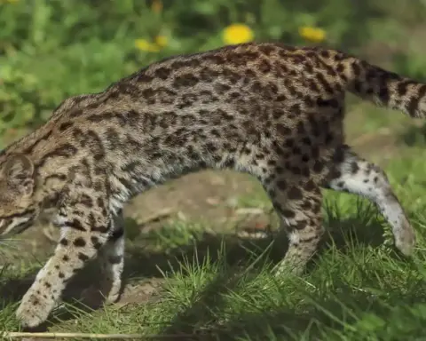 Small spotted Leopardus wild cat standing alert on a tree limb in a zoological setting