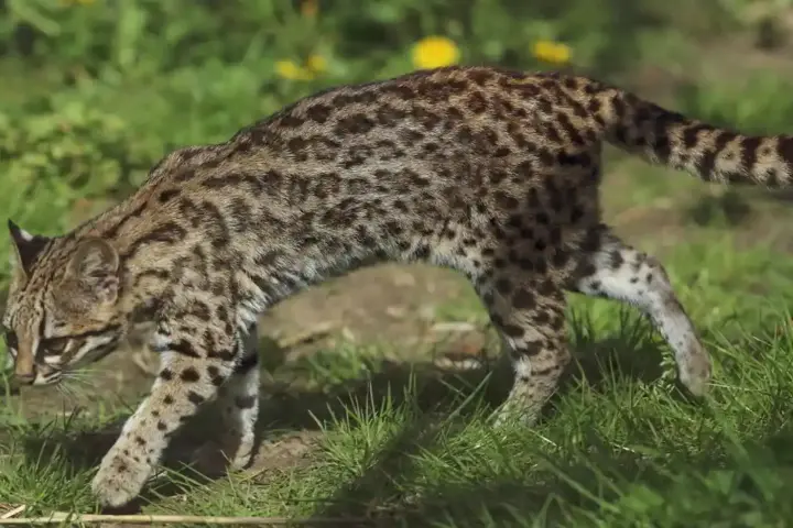 Small spotted Leopardus wild cat standing alert on a tree limb in a zoological setting