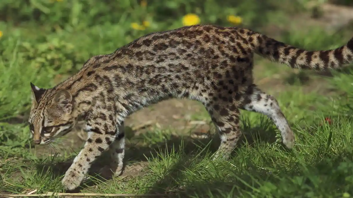 Small spotted Leopardus wild cat standing alert on a tree limb in a zoological setting