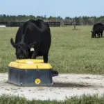 DOJ Sends Antitrust Letters to Walmart, Costco, Amazon as Beef Prices Stay High Despite Cattle Shortage