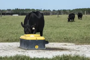 Beef cattle herd on a U.S. farm