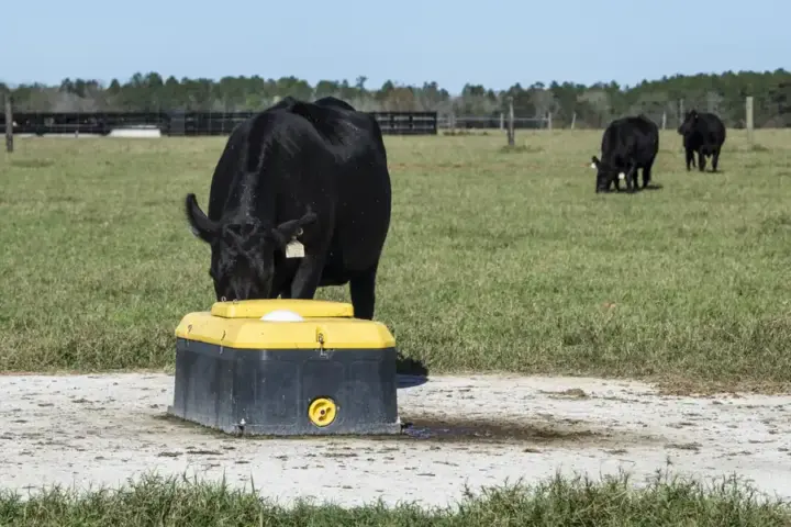 Beef cattle herd on a U.S. farm