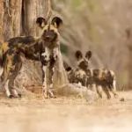 Zambian Wild Dogs Cross 4,126 km in Longest Recorded African Mammal Movement