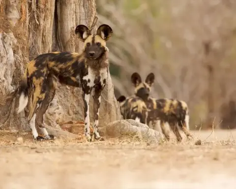 Zambian Wild Dogs Cross 4,126 km in Longest Recorded African Mammal Movement
