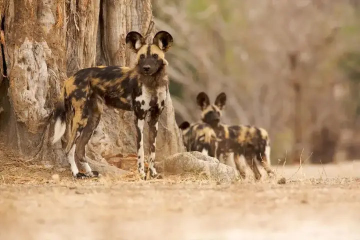 Zambian Wild Dogs Cross 4,126 km in Longest Recorded African Mammal Movement