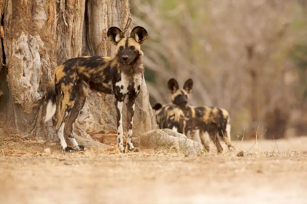 Zambian Wild Dogs Cross 4,126 km in Longest Recorded African Mammal Movement