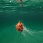 Giant Lion's Mane Jellyfish Filmed Off Pembrokeshire Coast With 10–15 Metre Tentacles