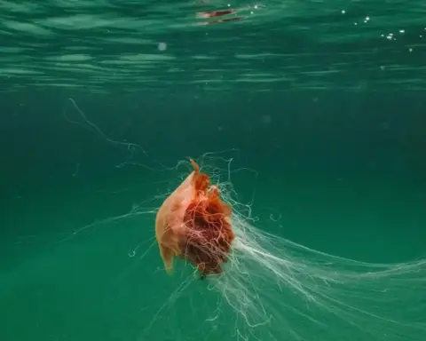 Giant Lion's Mane Jellyfish Filmed Off Pembrokeshire Coast With 10–15 Metre Tentacles