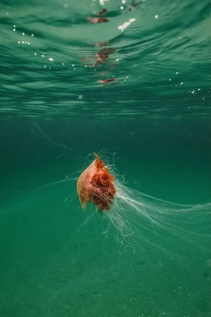 Giant Lion's Mane Jellyfish Filmed Off Pembrokeshire Coast With 10–15 Metre Tentacles