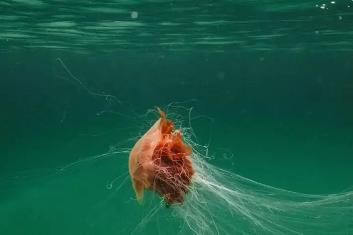 Giant Lion's Mane Jellyfish Filmed Off Pembrokeshire Coast With 10–15 Metre Tentacles