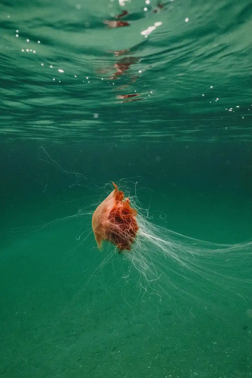 Giant Lion's Mane Jellyfish Filmed Off Pembrokeshire Coast With 10–15 Metre Tentacles