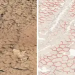 Curiosity rover image of hexagonal mud cracks in Gale Crater, used for Mars imaging and cosmic-ray context.