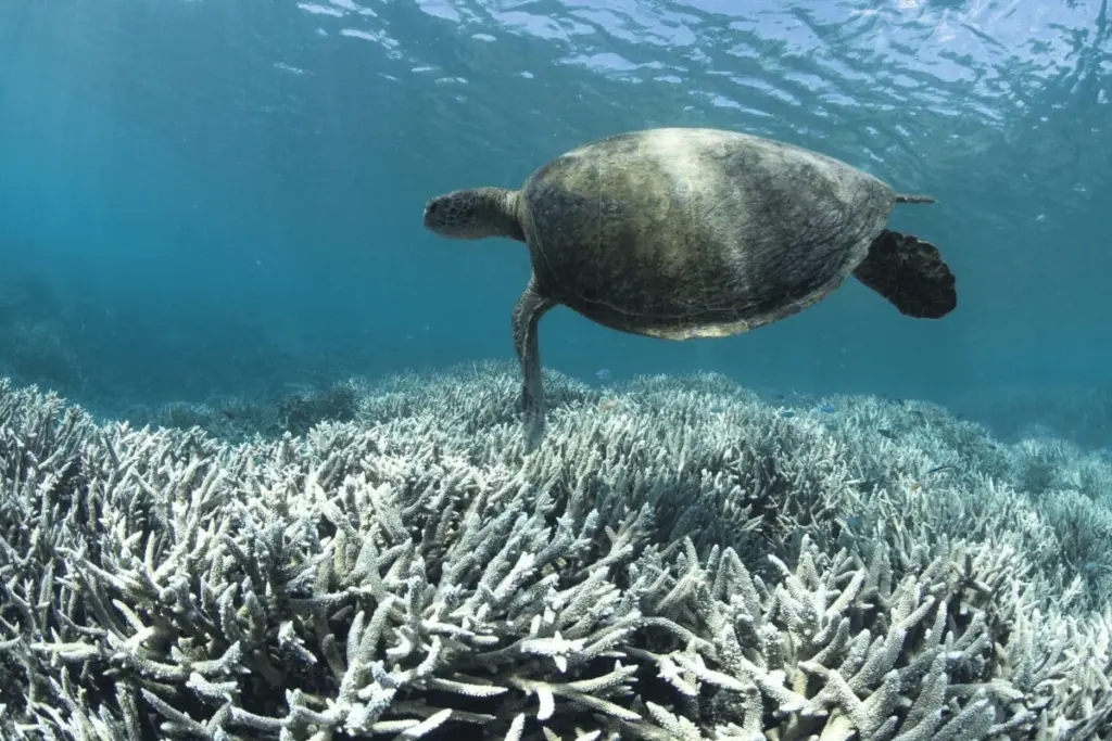 Turtle over coral reef in Warm-waters, a scene illustrating bleaching-risk conditions linked to prolonged ocean heat.
