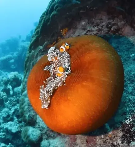 Vibrant Anemones Playing In The Reef