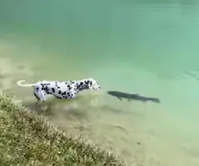 Meet Spotty, The Friendly Dalmatian Trying To Interact With A Fish