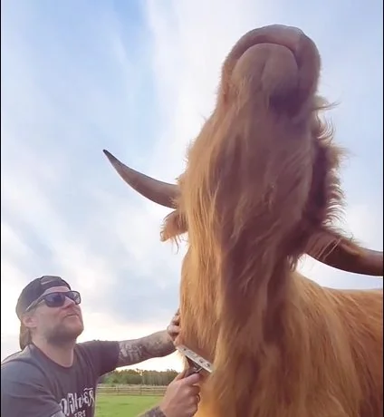 How to pamper your cattle
