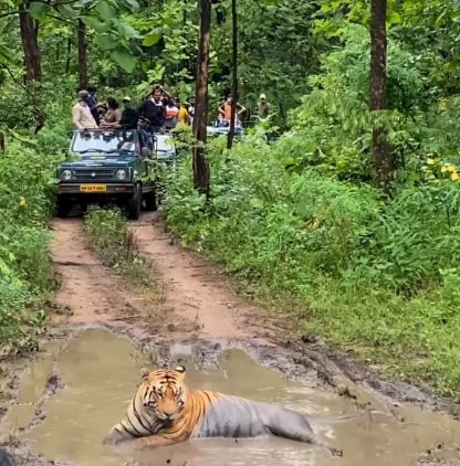 Majestic Tiger in Seoni's pench forest in Madhya Pradesh