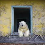 Polar Bear Photography By Dmitry Kokh