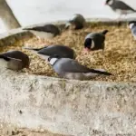 Small seed-feeding birds gather on a feeding platform, illustrating habitat and food-source pressures linked to turtle dove recovery.