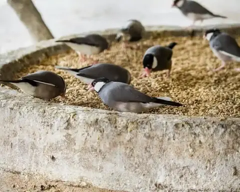 Small seed-feeding birds gather on a feeding platform, illustrating habitat and food-source pressures linked to turtle dove recovery.