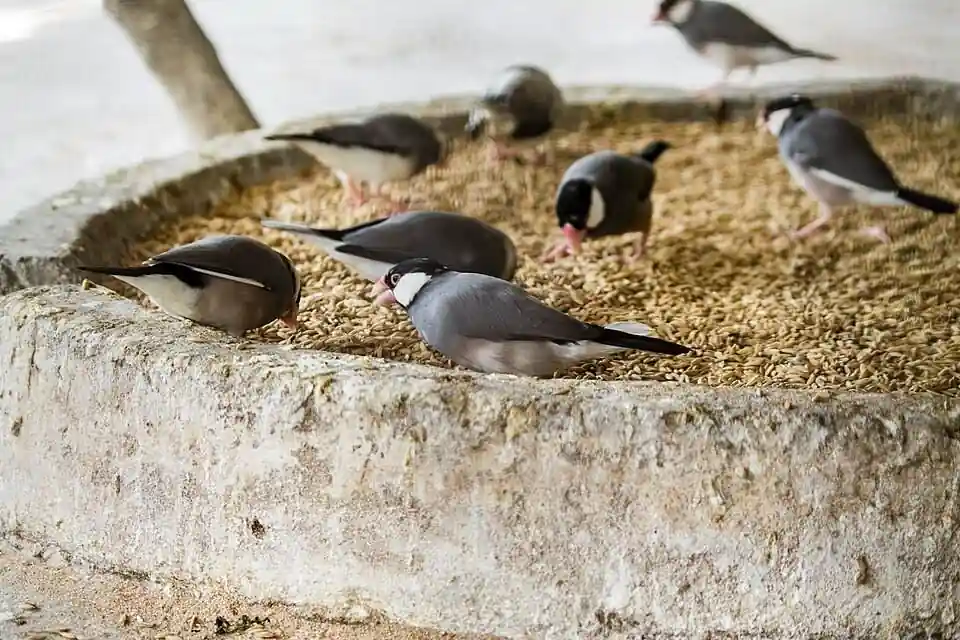 Small seed-feeding birds gather on a feeding platform, illustrating habitat and food-source pressures linked to turtle dove recovery.