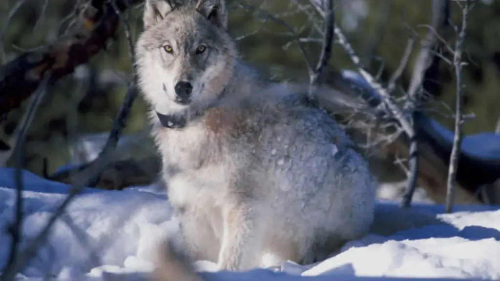 Gray wolf endangered species