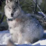Gray wolf endangered species