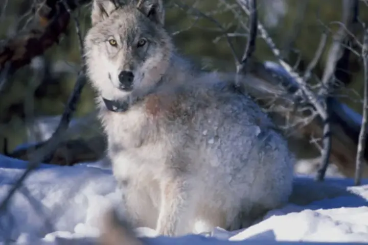 Gray wolf endangered species