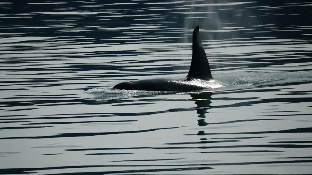 Killer whale swimming in ocean