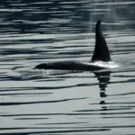 Killer whale swimming in ocean