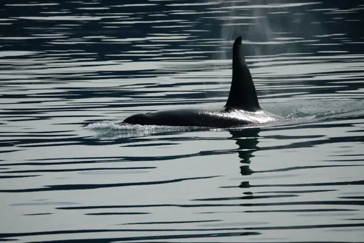 Killer whale swimming in ocean