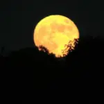 Harvest Moon rising above a dark tree line