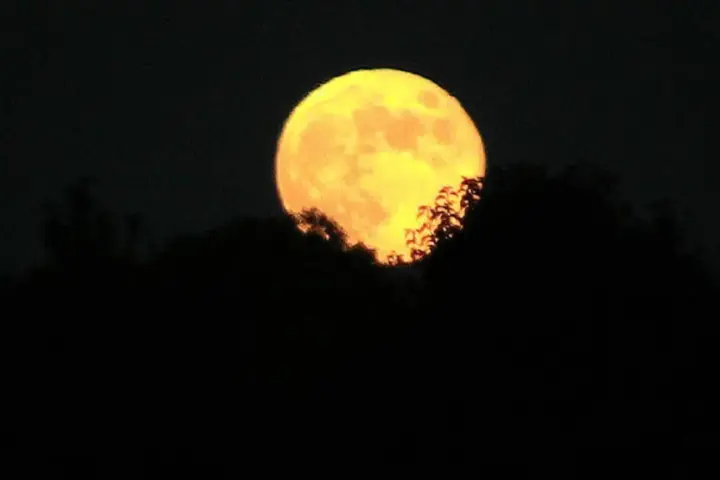 Harvest Moon rising above a dark tree line