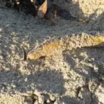 Dead yellow-bellied sea snake Hydrophis platurus on a beach in Western Australia