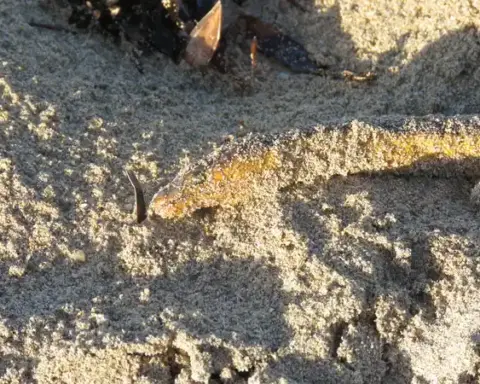 Dead yellow-bellied sea snake Hydrophis platurus on a beach in Western Australia