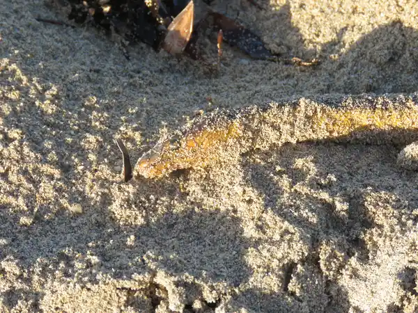 Dead yellow-bellied sea snake Hydrophis platurus on a beach in Western Australia