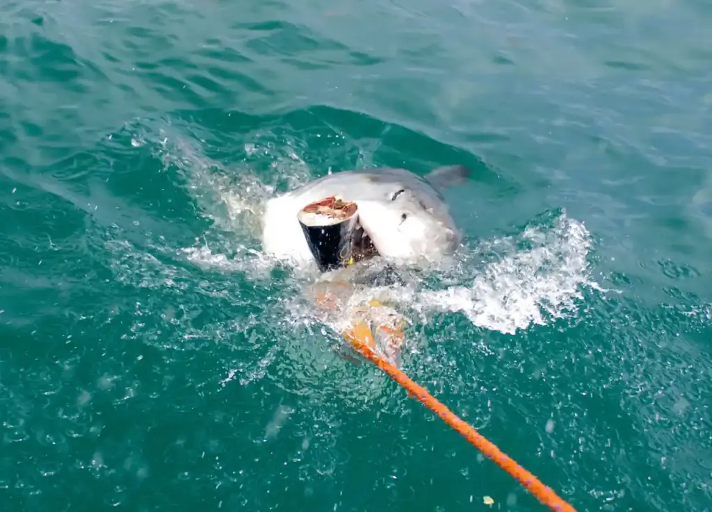 A great white shark swimming in open water, the kind of apex predator OCEARCH tags and tracks across ocean basins.