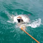A great white shark swimming in open water, the kind of apex predator OCEARCH tags and tracks across ocean basins.