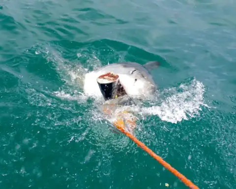 A great white shark swimming in open water, the kind of apex predator OCEARCH tags and tracks across ocean basins.