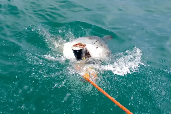 A great white shark swimming in open water, the kind of apex predator OCEARCH tags and tracks across ocean basins.