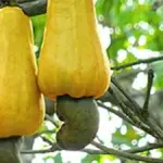 Raw cashew nuts growing on a tree before harvest and processing