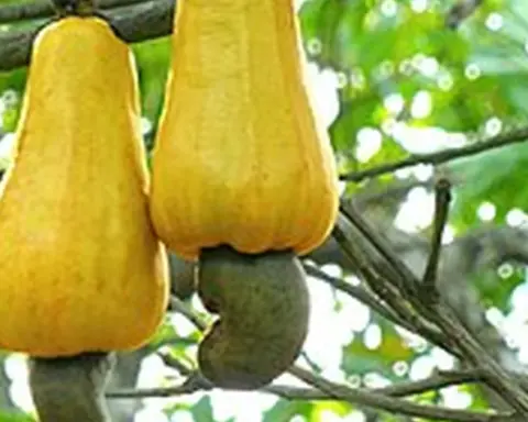 Close-up of raw cashew nuts attached to cashew apples on an orchard tree branch before harvest and destoning processing.