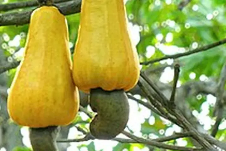 Close-up of raw cashew nuts attached to cashew apples on an orchard tree branch before harvest and destoning processing.