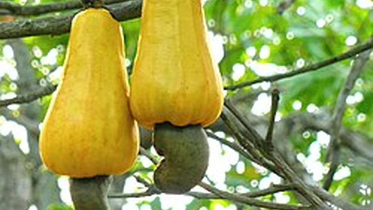 Close-up of raw cashew nuts attached to cashew apples on an orchard tree branch before harvest and destoning processing.